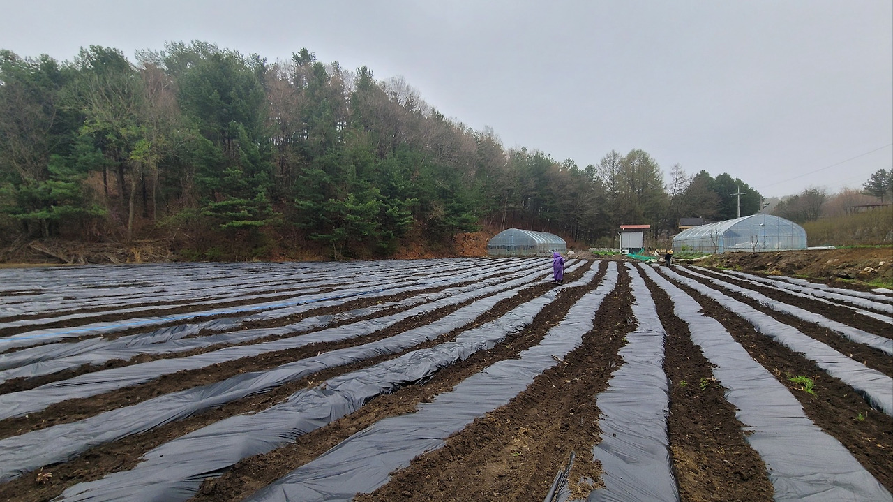 아래밭 멀칭 작업_멀칭한 뒤 밭의 모습_20230420_1681986595889.jpg
