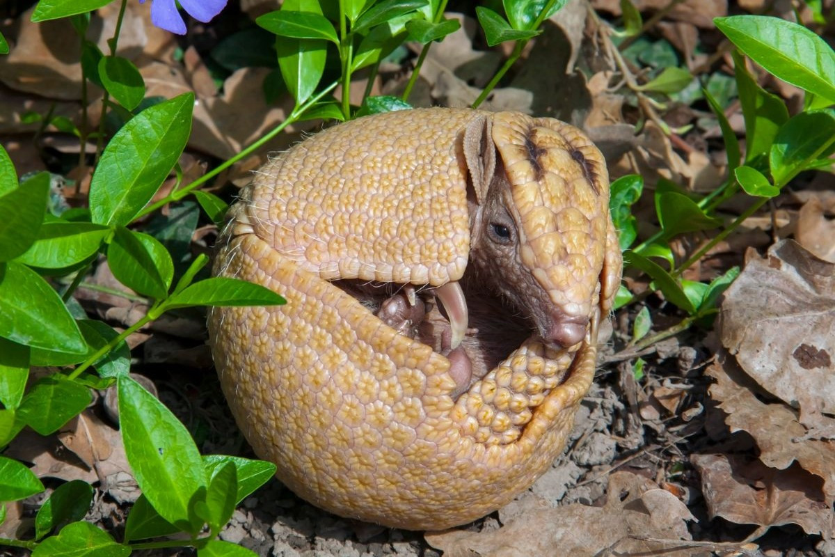 armadillo.jpg