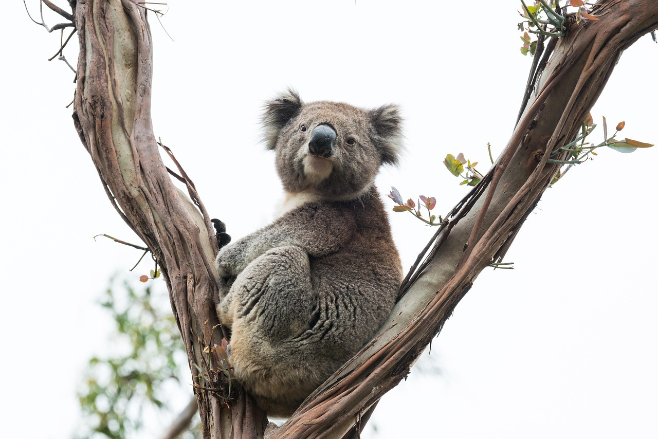 koala-4749060_1280.jpg