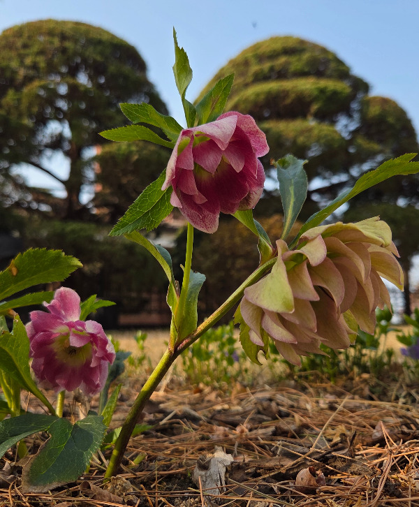 헬레보루스 쓰리샷.jpg