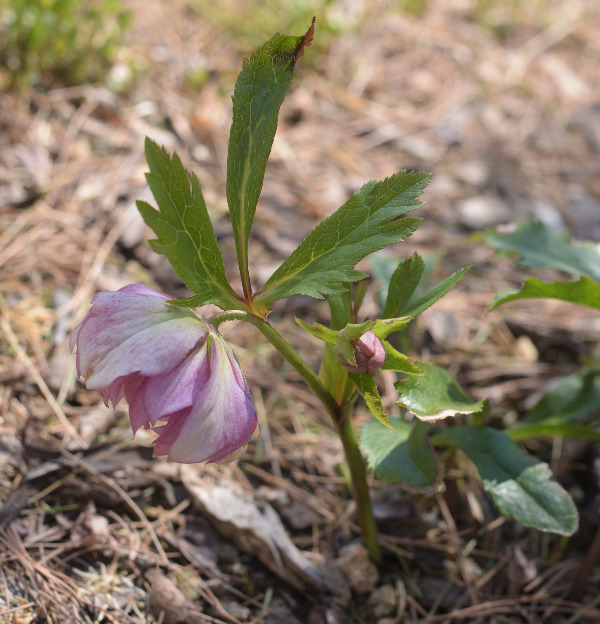 헬레보루스 반전.jpg