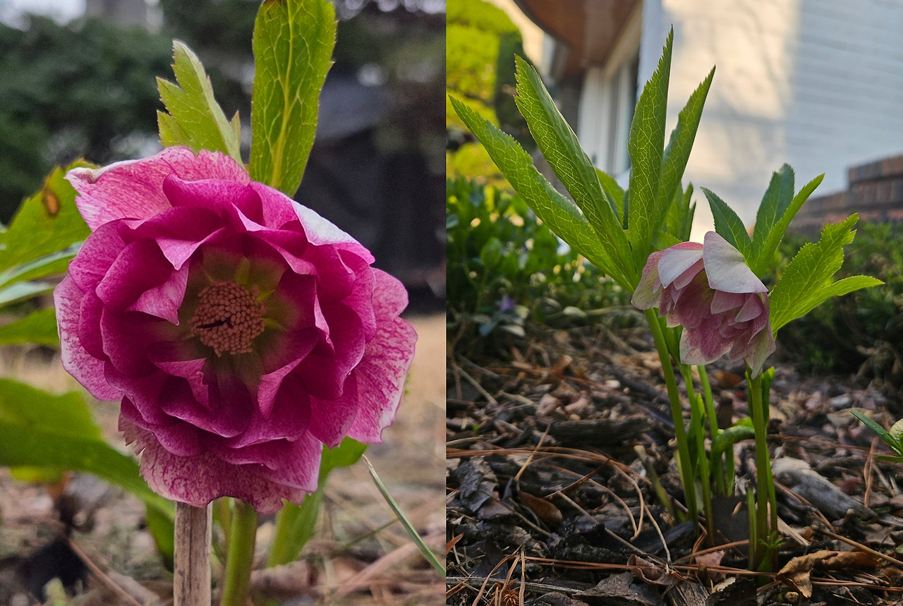 헬레보루스 편집샷.jpg