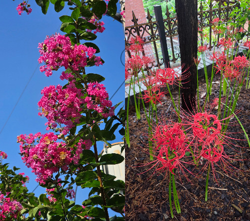 배롱나무 상사화 투샷.jpg