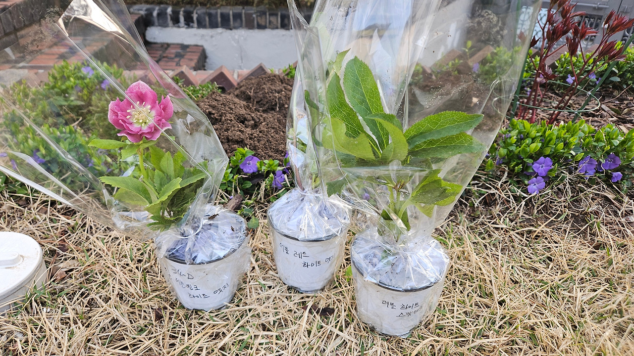 헬레보루스 포트.jpg