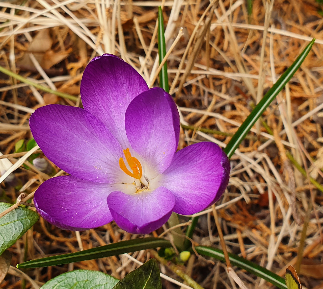 샤프란 확대.jpg