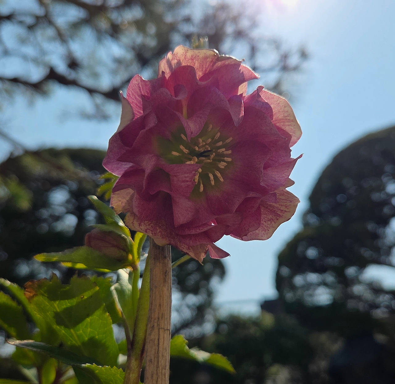 헬레보루스 최종.jpg