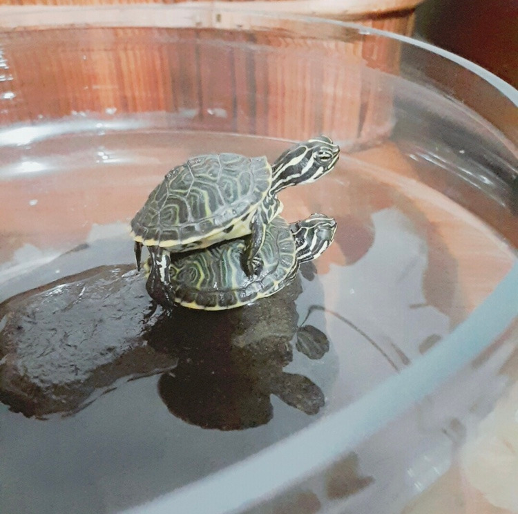 거북이 애기 때.jpg