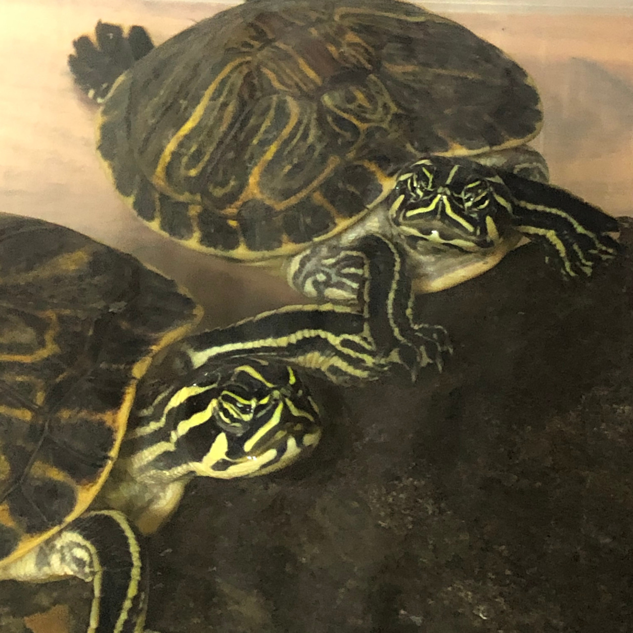 거북이 얼빡샷.jpg