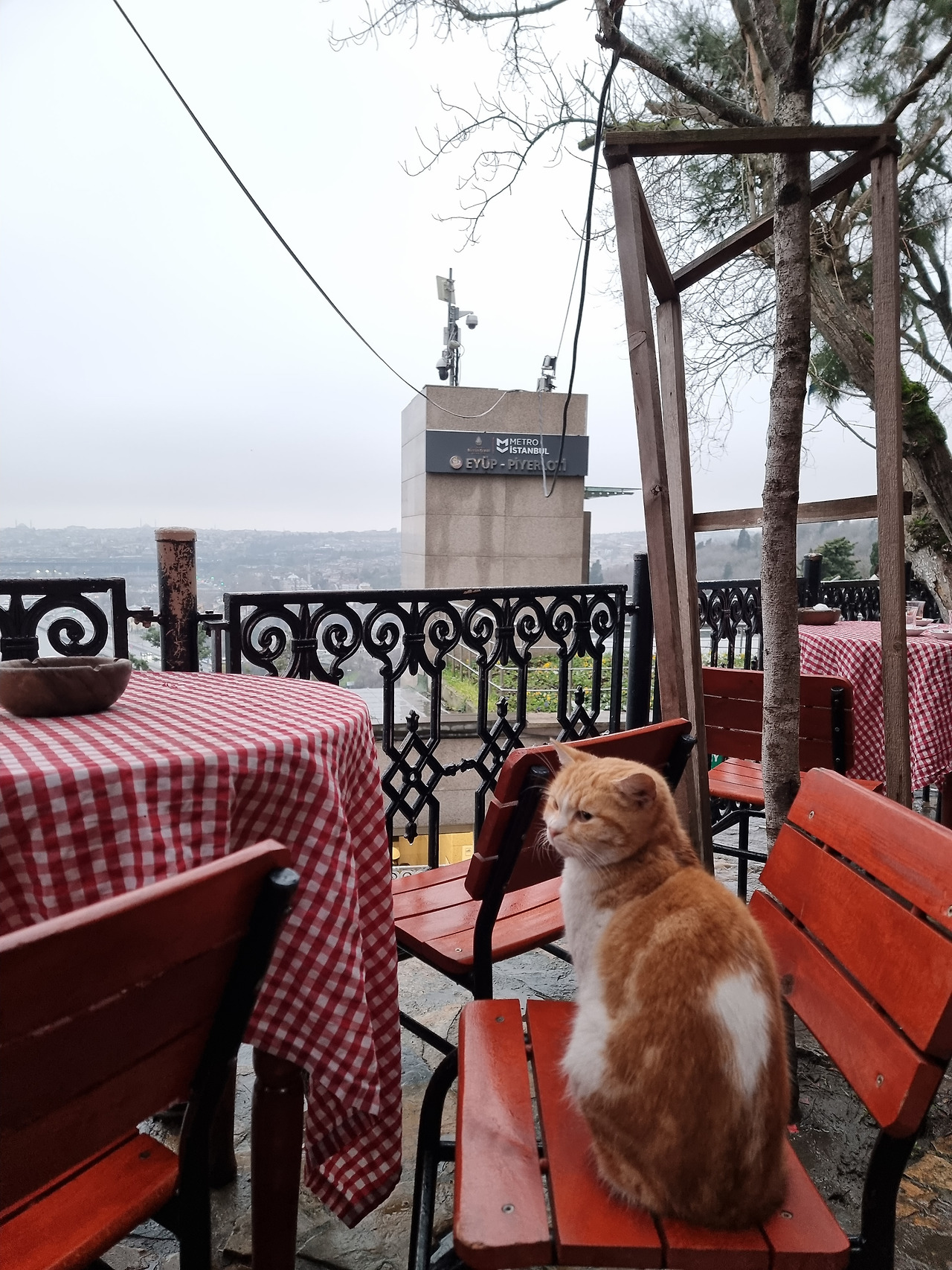 피에로티 고양이.jpg