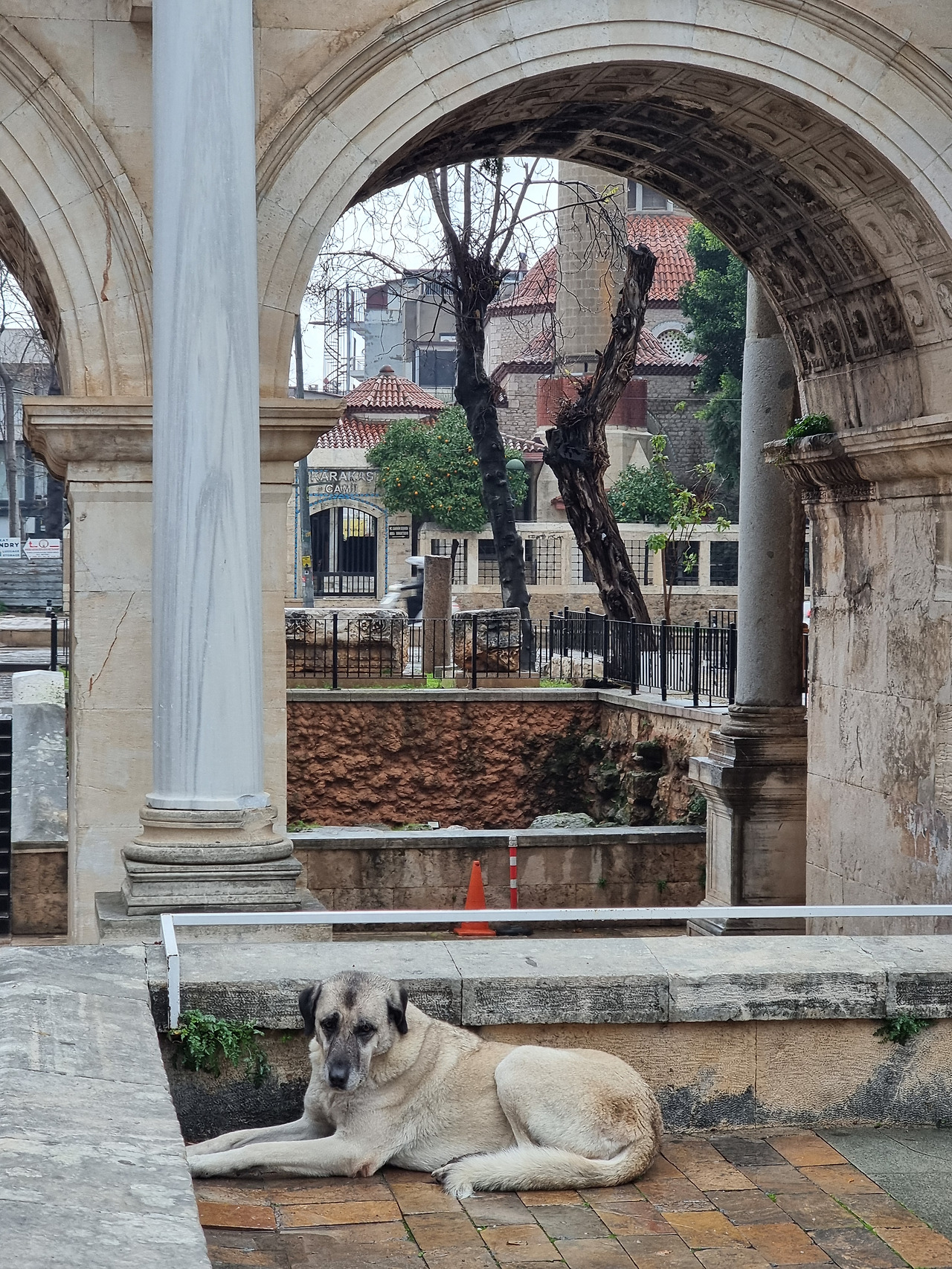 안탈리아 개.jpg