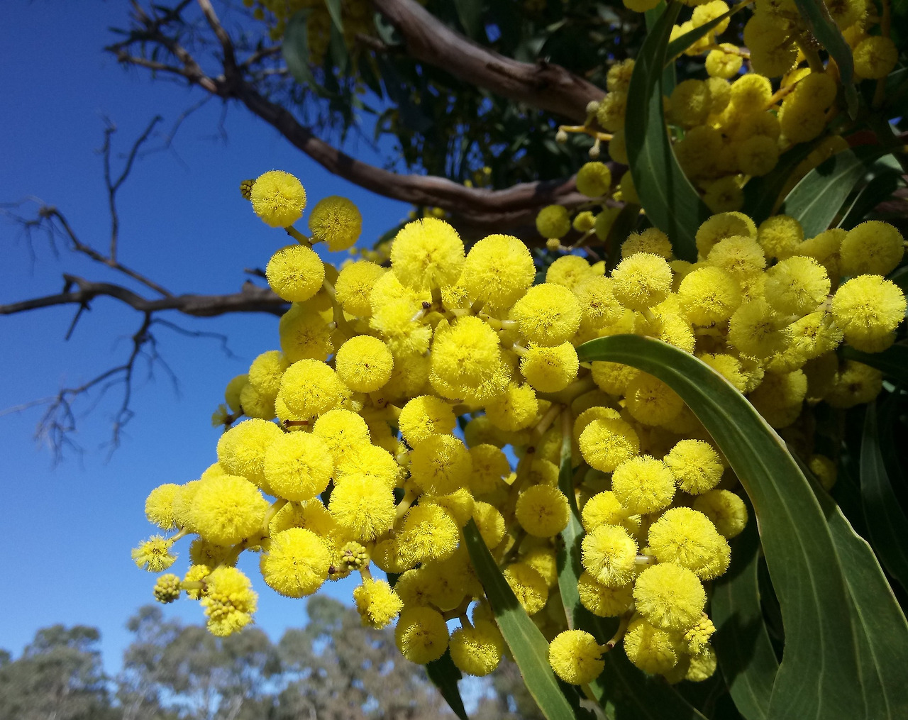 wattle-blossoms-2642539_1920.jpg