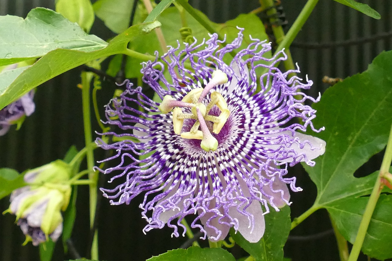 passion-flower-4419512_1280.jpg