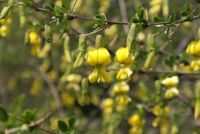 금작화 골담초 (3).jpg