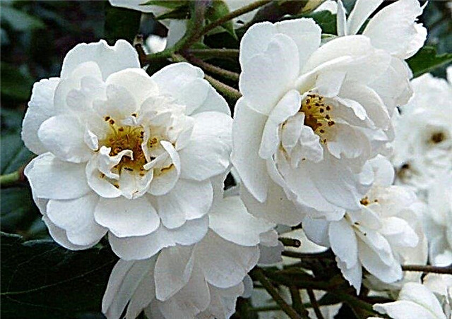 image_02pXXvkHqSY5qW74Ypo리라 사향장미.jpg