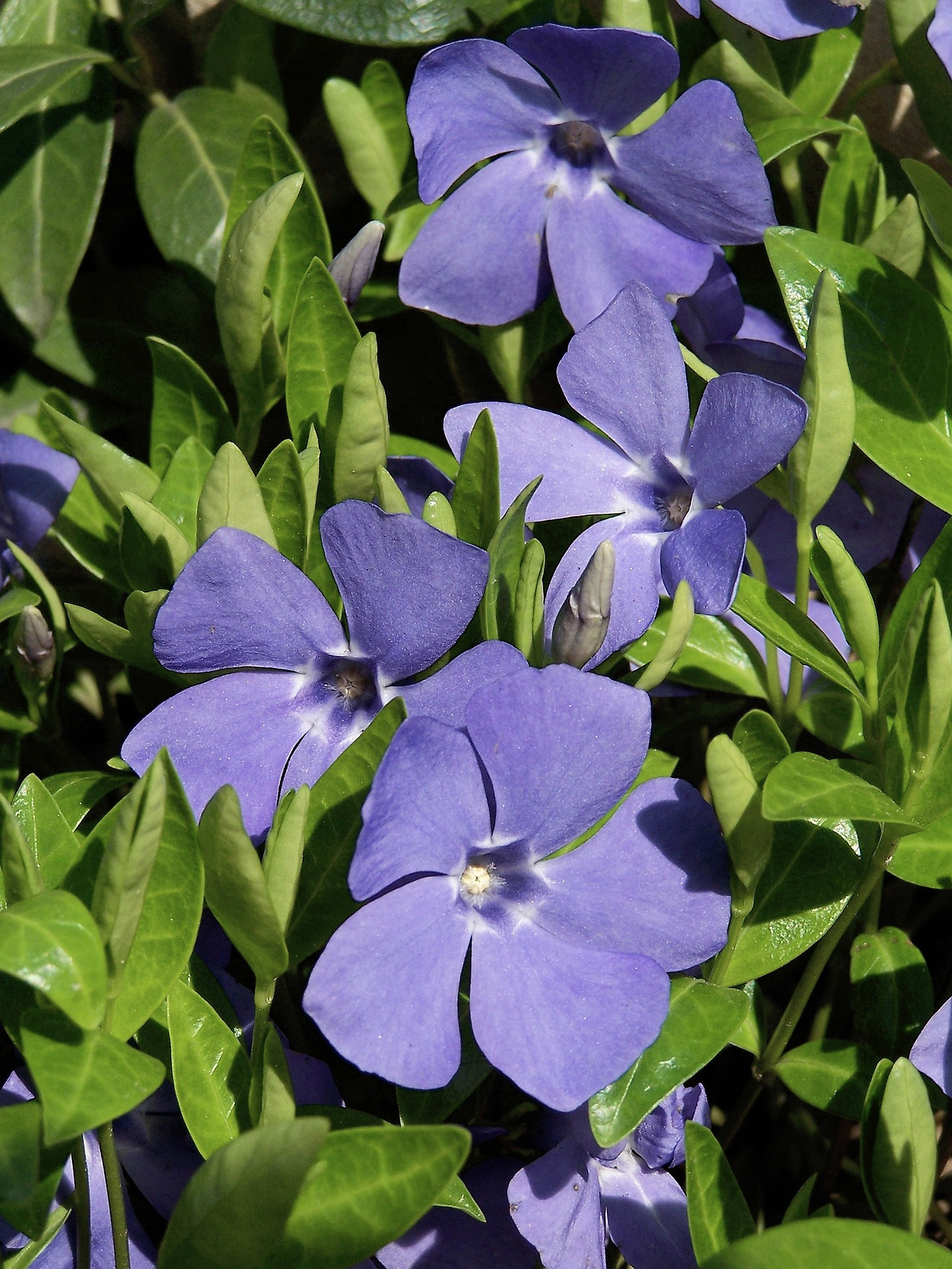 lesser-periwinkle-6258816_1920.jpg