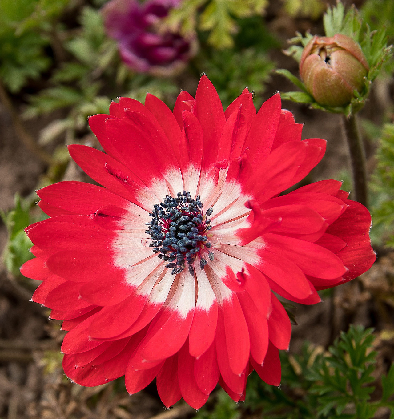 anemone-3373406_1920.jpg