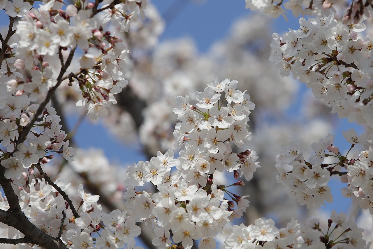 cherry-blossom-7889717_1920.jpg