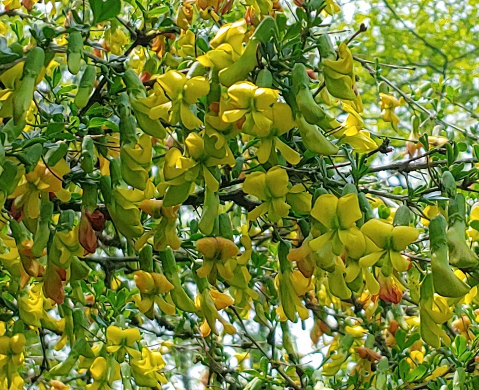 금작화, 애니시다  (2).jpg