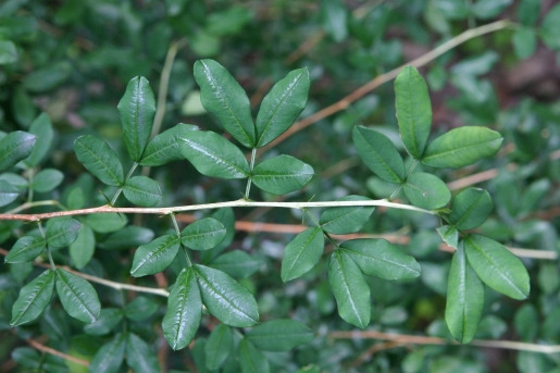 금작화 골담초 (7).jpg