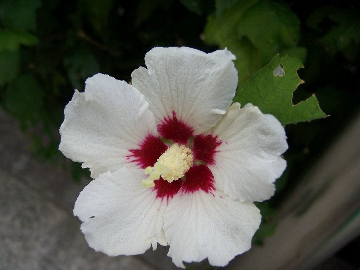 2006.7.2 코닥 (70).jpg