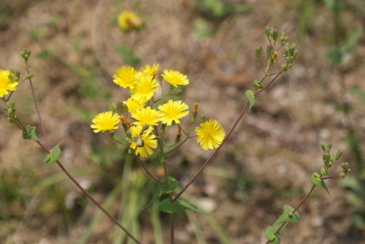 고들빼기 국립수목원2.jpg