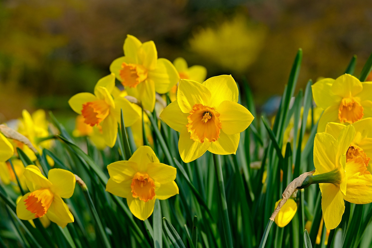 daffodil-4197646_1920.jpg