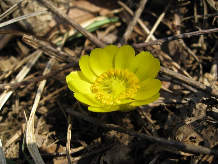 만개한 복수초.jpg