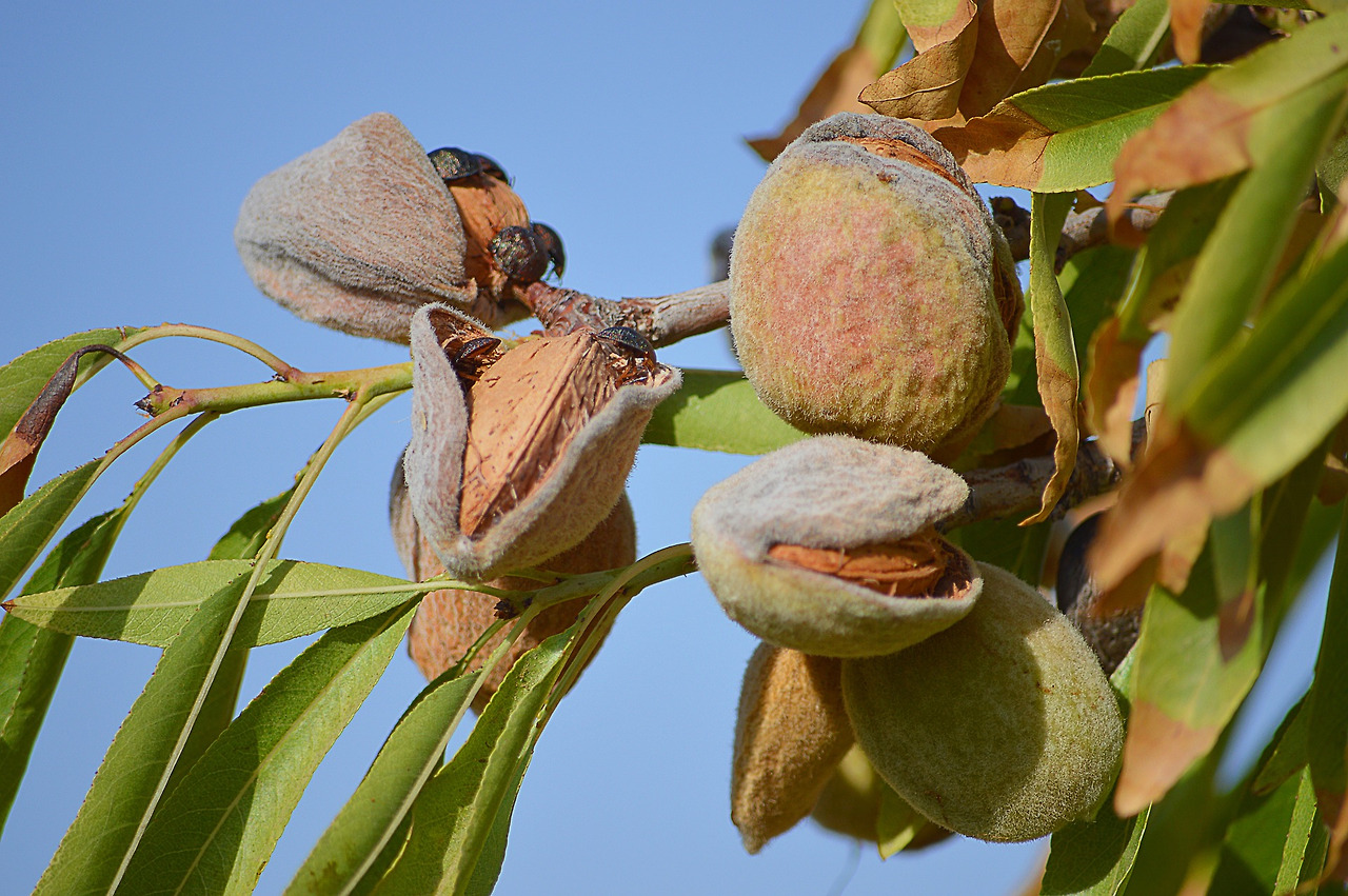 almonds-2667060_1920.jpg