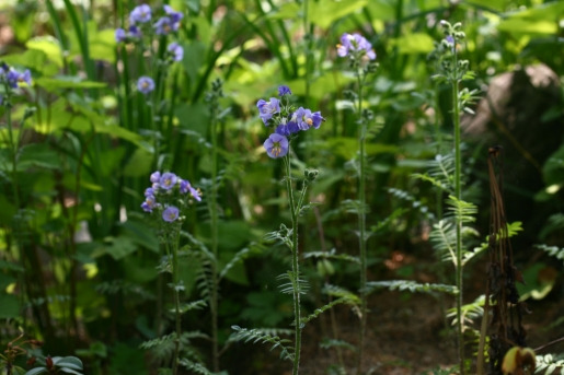 꽃고비 국립수목원  (7).jpg