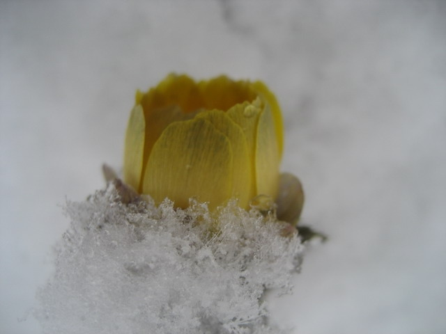 눈 속에 복수초.jpg