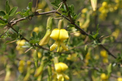 금작화 골담초 (4).jpg