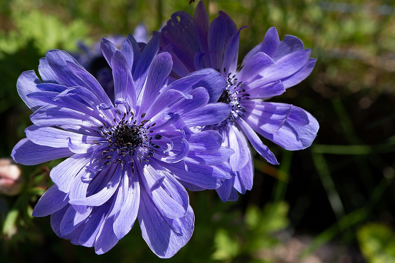 anemone-3517654_1920.jpg