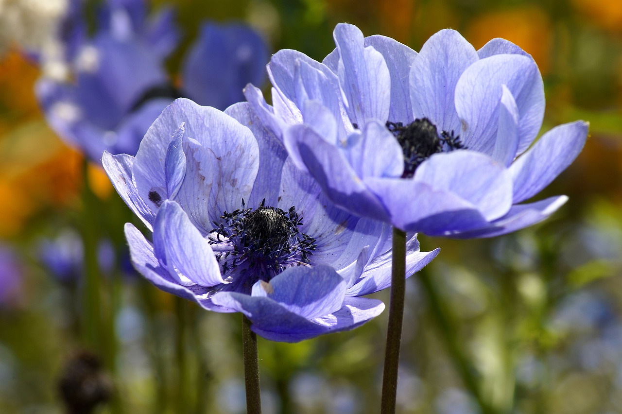 anemone-3525136_1920.jpg