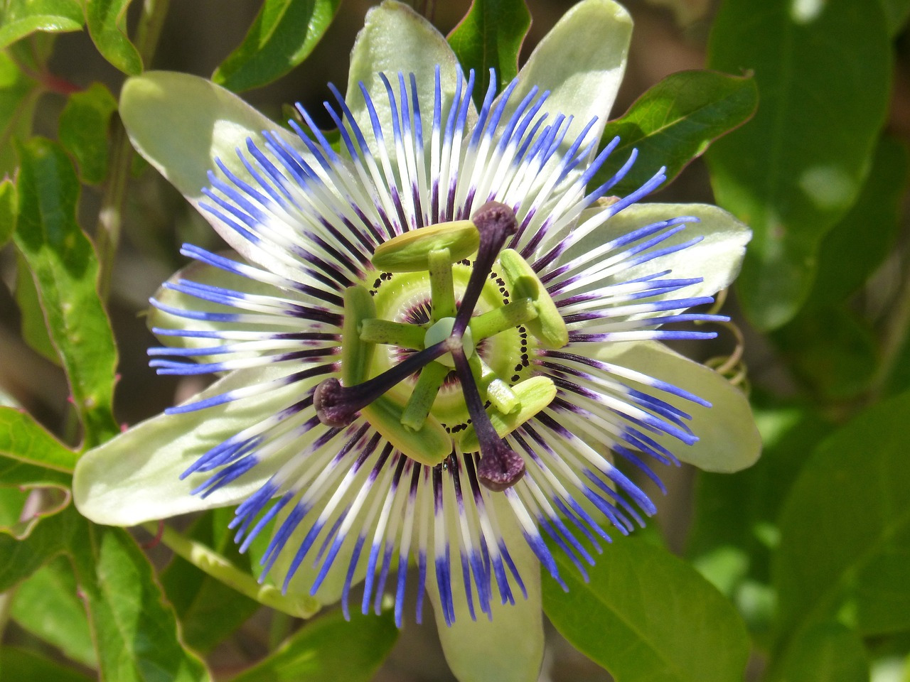 passionflower-caerulea-1433477_1280.jpg