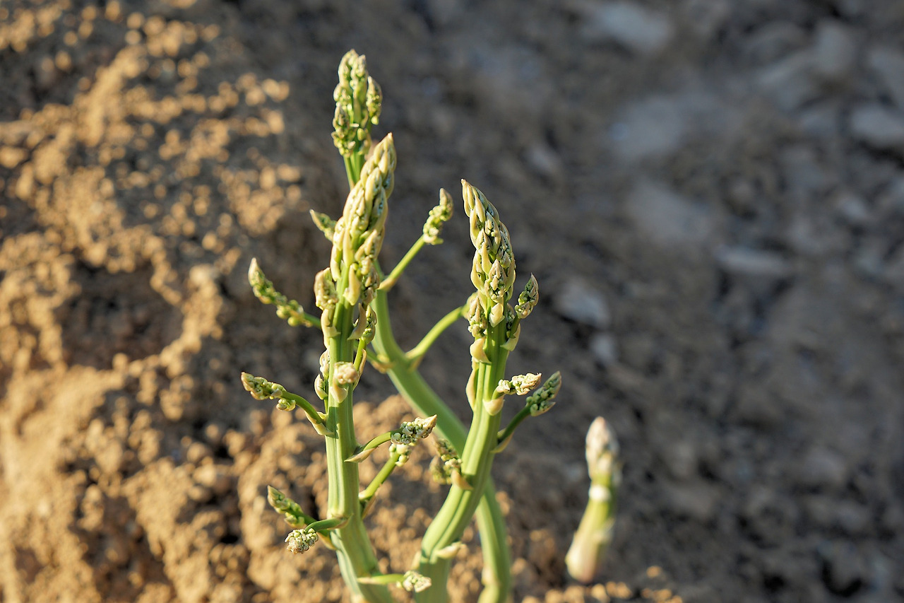 asparagus-5252407_1920.jpg