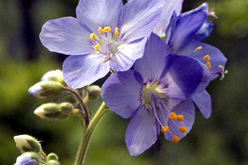 ib58_776_i1 국립수목원 국가생물종지식정보.jpg