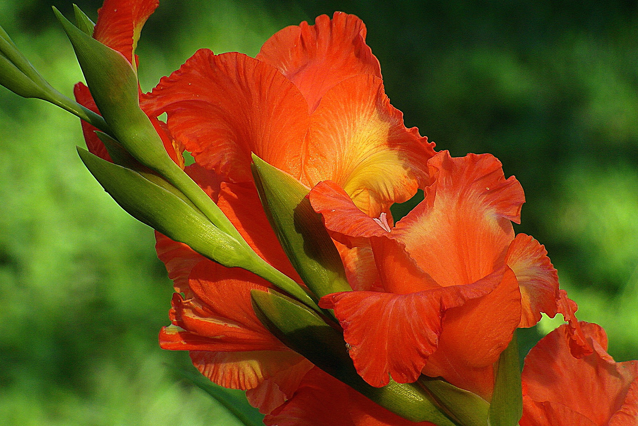 gladiolus-4434900_1920.jpg