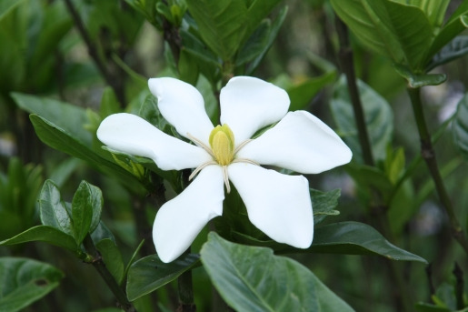 치자 국립수목원 (8).jpg