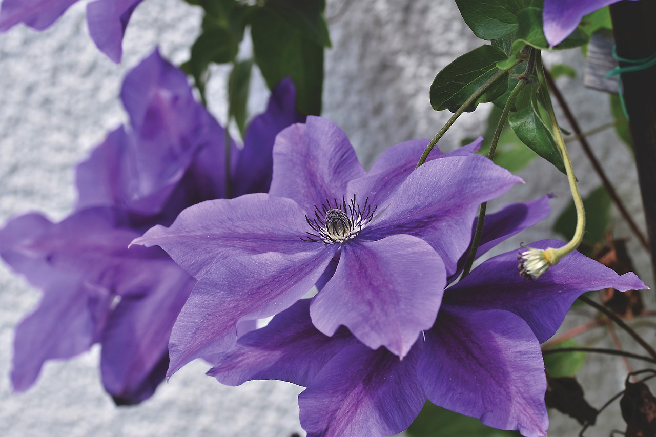 clematis-5349704_1920.jpg
