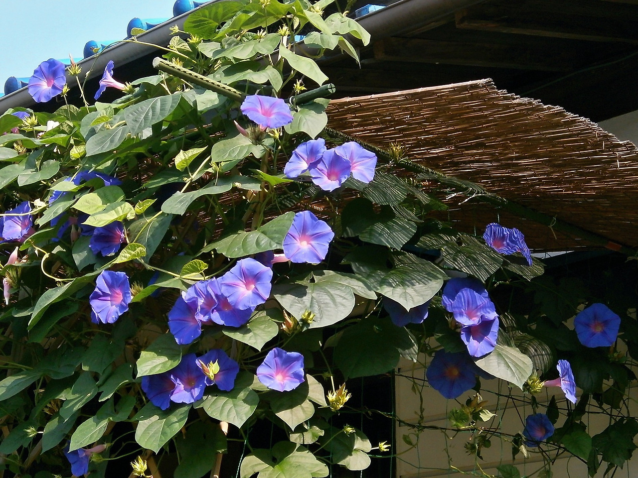 morning-glory-173440_1920.jpg
