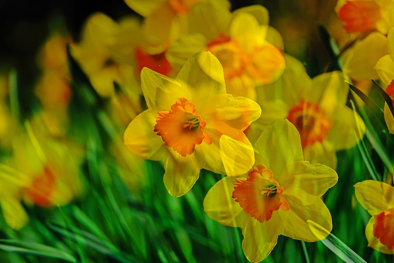 daffodil-4111581_1920.jpg