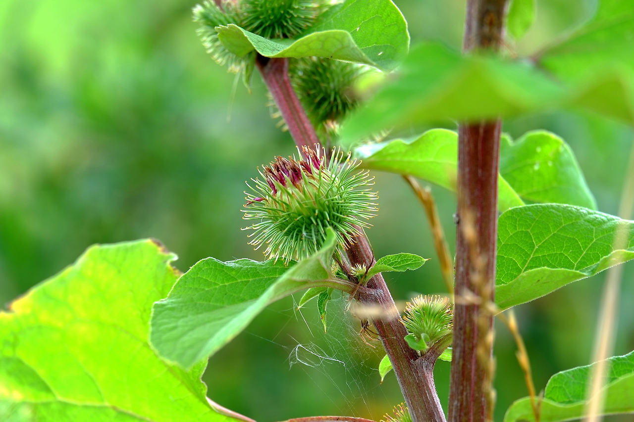 burdock-889965_1920.jpg
