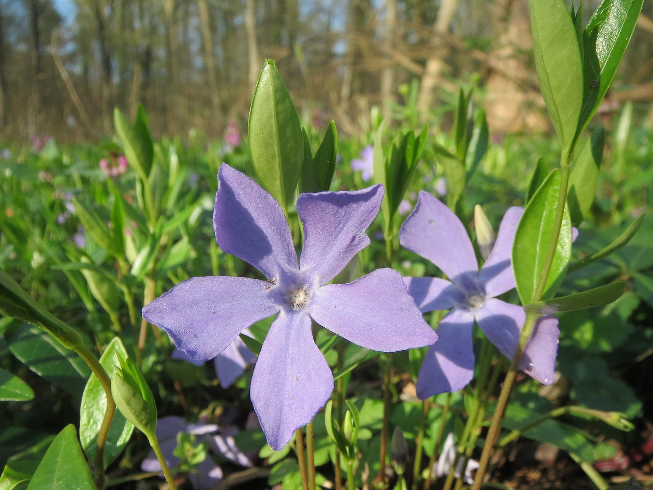 vinca-minor-855305_1920.jpg