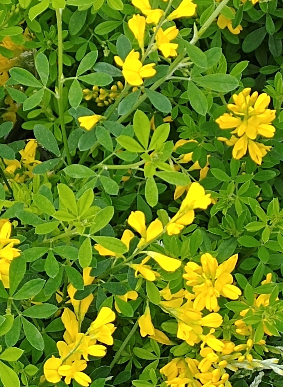 금작화, 애니시다  (4).jpg