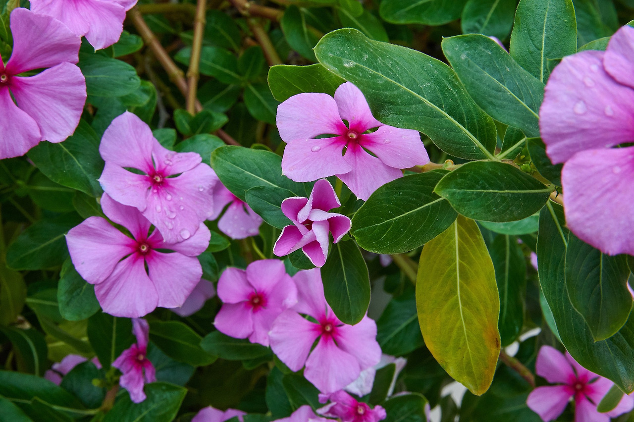 vinca-7433431_1920.jpg