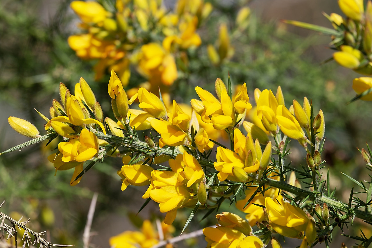 gorse-3305605_1920.jpg