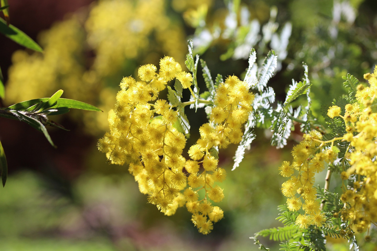 cootamundra-wattle-5371879_1920.jpg