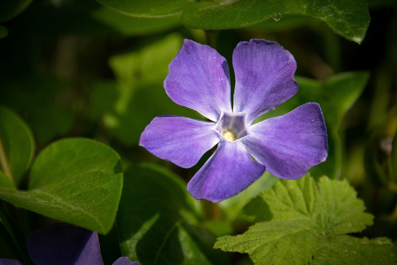 periwinkle-7289956_1920.jpg