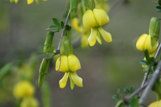 금작화 골담초 (10).jpg