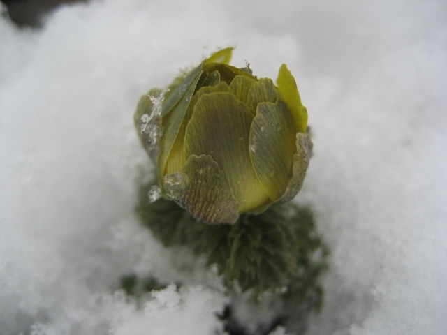 눈속에 피는 복수초.jpg